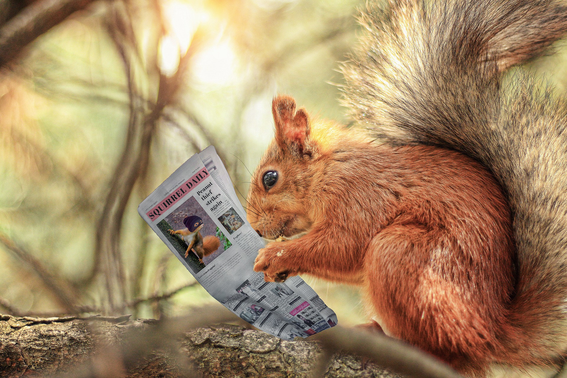 squirrel on tree branch in forest with newspaper Squirrel Daily in paws to appear like it is reading the paper